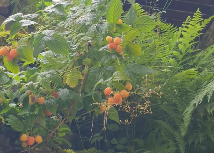公寓 Du Mini Jardin